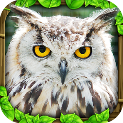 Owl Games Online