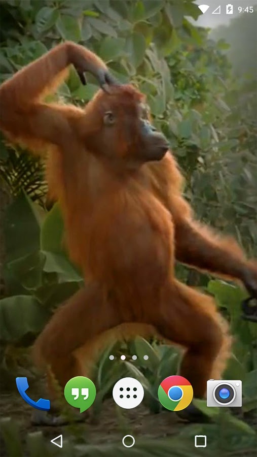 Танцующие обезьяны песня. Танец диких обезьян. Обезьяна пляшет. Танцующая обезьяна. Дансинг манки обезьяна.
