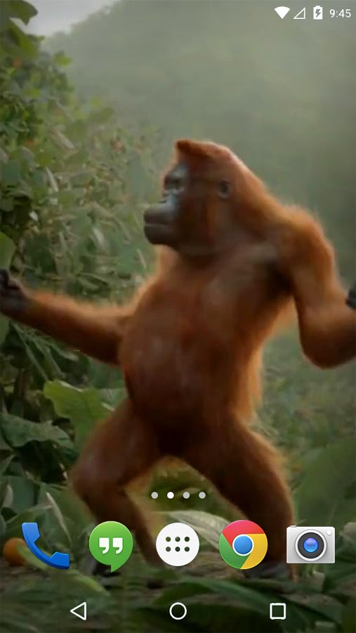 Танцующая обезьянка песня. Обезьяна танцует. Танцующая обезьянка. Обезьяна пляшет. Горилла обезьяна танцует.