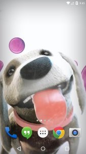 Puppy Licks Screen Animation