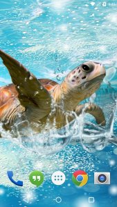Ocean Turtle Water Pool