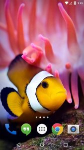 Flora Coral Fish 3D Live WP