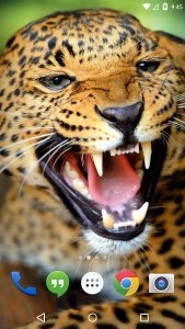 Tiger Lion Cheetah LWP