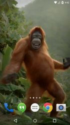 Dancing Monkey HD Live Wall